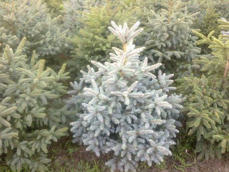 20110810183.jpg